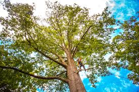 Trusted Nowthen, MN Tree Services Experts